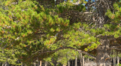 Mountain Bluebird in Tree 2