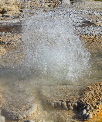 Gallery: Anemone Geyser (10)