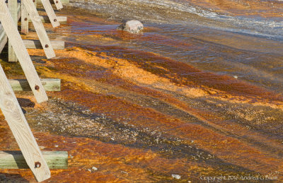 Thermal Runoff near Boardwalk