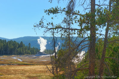 Upper Geyser Basin Scene