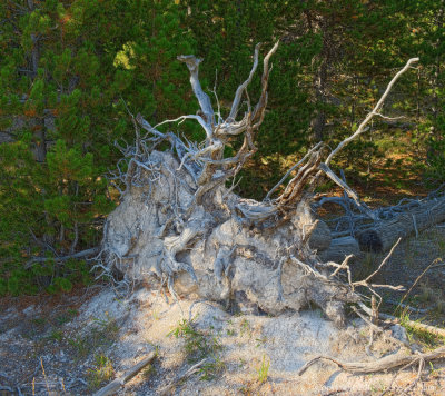 Uprooted Tree