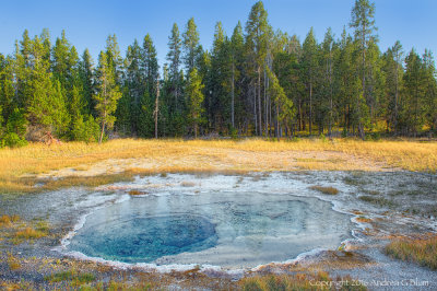 Shield Spring
