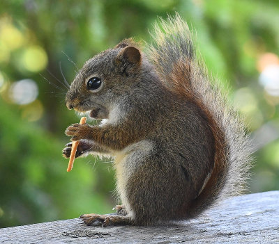 Red Squirrel and Wheat Thin