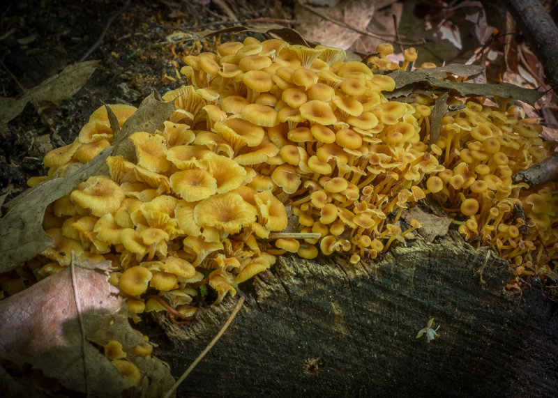Mushrooms Growing on Old Wood
