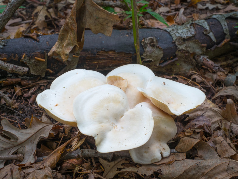 Snow White Fungus