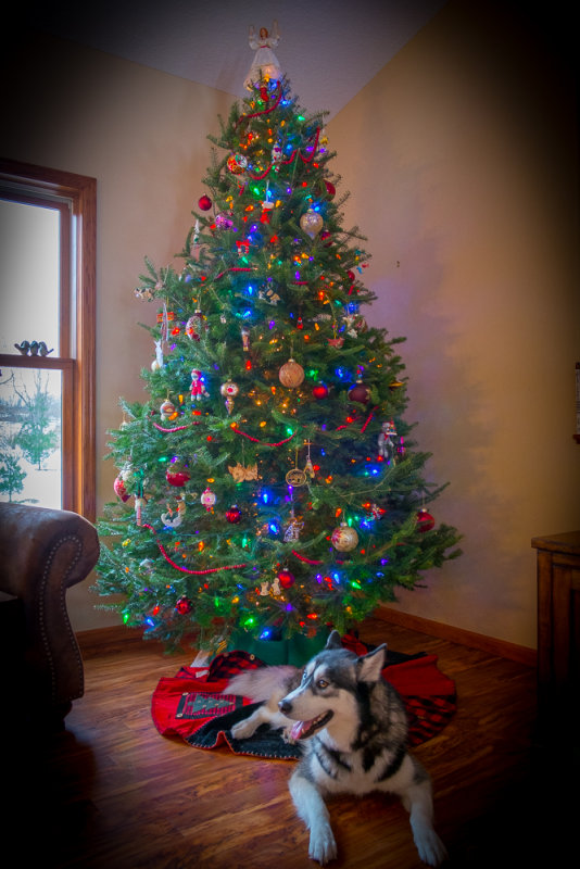 Buck Under the Christmas Tree
