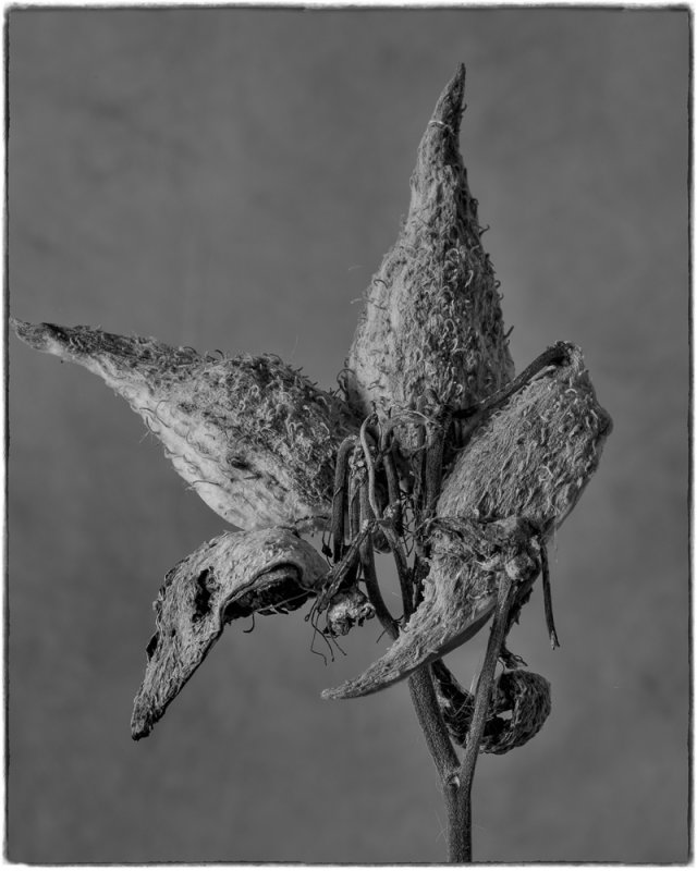 Milkweed In Monochrome