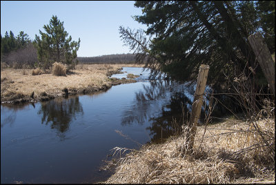 Minnesota Wetland in Spring