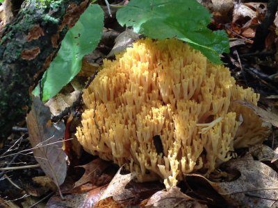 Coral Fungus