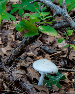 Just a Little White Mushroom