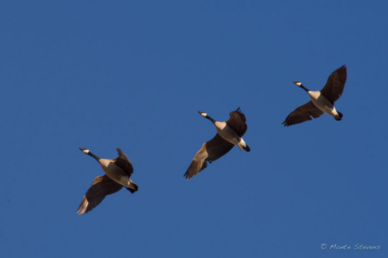 In Flight