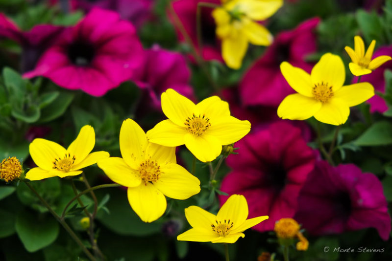 20150518_DSCF7168.jpg