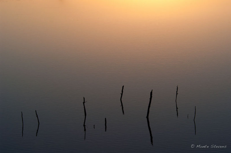 Reeds at Morning Sunrise 
