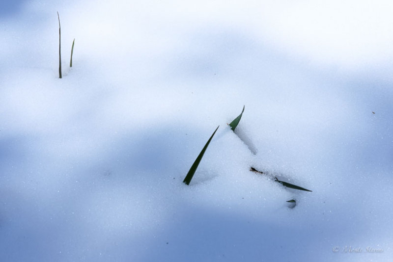 Melting Snow 