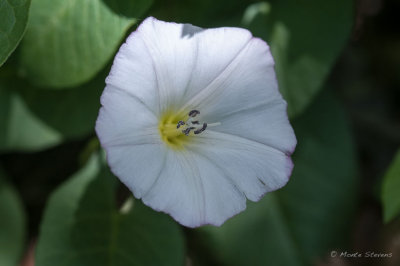 20130604_DSC0789.jpg
