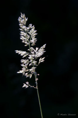 20100620-_DSC2932.jpg