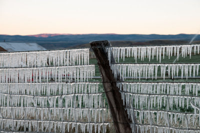 Icicles on the Fence