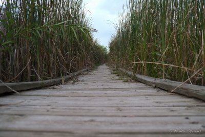 Riverbend Ponds Boardwalk 