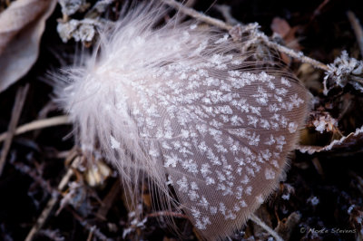 Frosty Feather