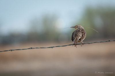 Meadowlark 