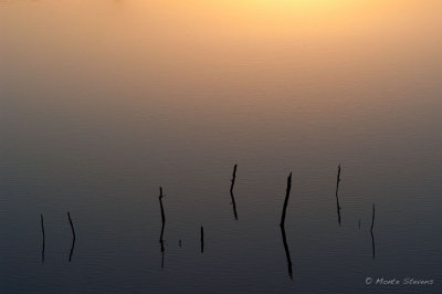 Reeds at Morning Sunrise 