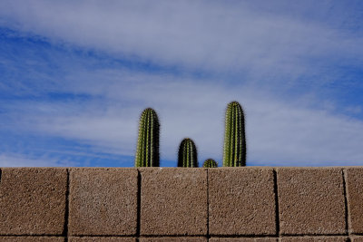 Peeking Saguaros