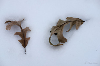 Oak Leaves in the Snow