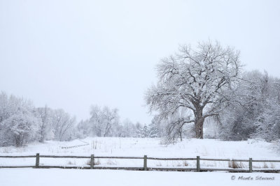 Latest Snow