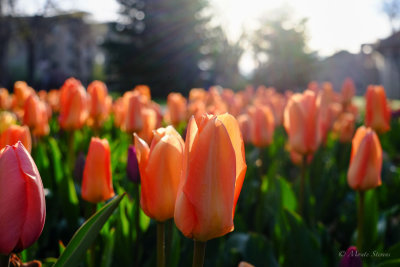 Tulips and the Rising Sun