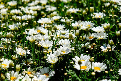 A Daisy or Two