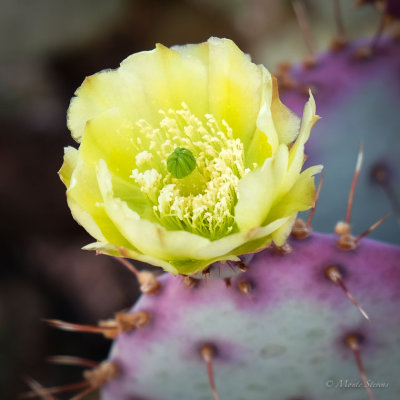 Cactus Blossom 