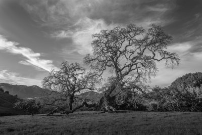 200 year reach for light (1).JPG