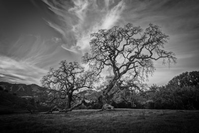 200 year reach for light (4).JPG