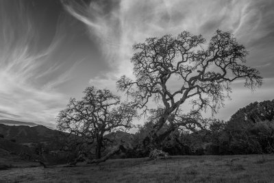 200 year reach for light (6).JPG