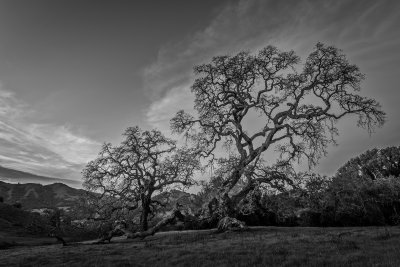 200 year reach for light (7).JPG