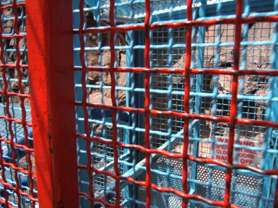 2007_0517Gorge_Monarch0047.JPG