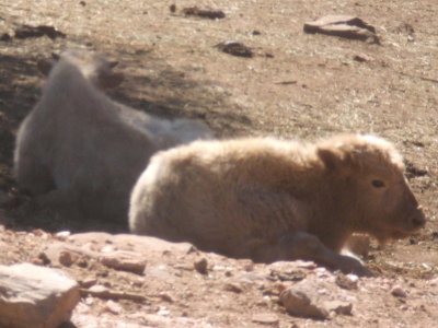 2007_1017gorge_dunes0046.JPG