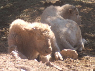 2007_1017gorge_dunes0052.JPG