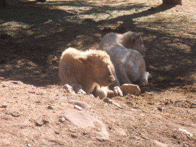 2007_1017gorge_dunes0065.JPG