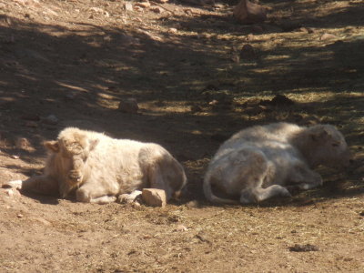 2007_1017gorge_dunes0082.JPG