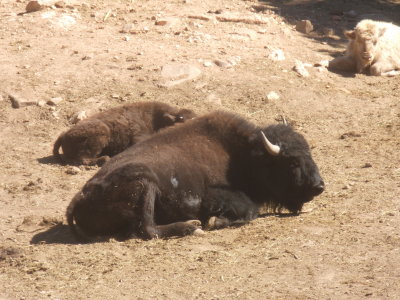 2007_1017gorge_dunes0085.JPG