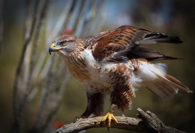 Coopers Hawk.jpg