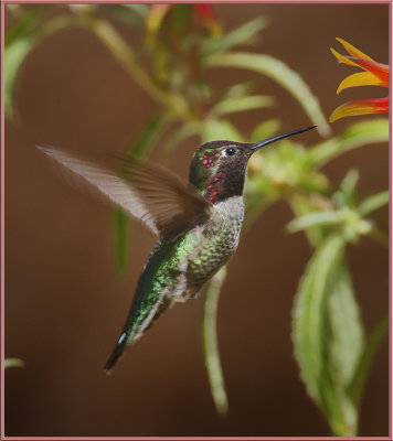 Hummingbird Flight.jpg