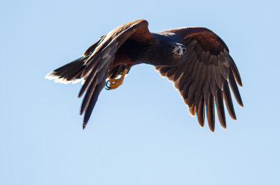 Hawk in Flight_2.jpg