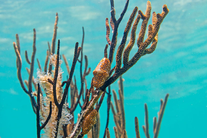 flamingo-tongue-cowrie-at-smiths-reef_900x600.jpg