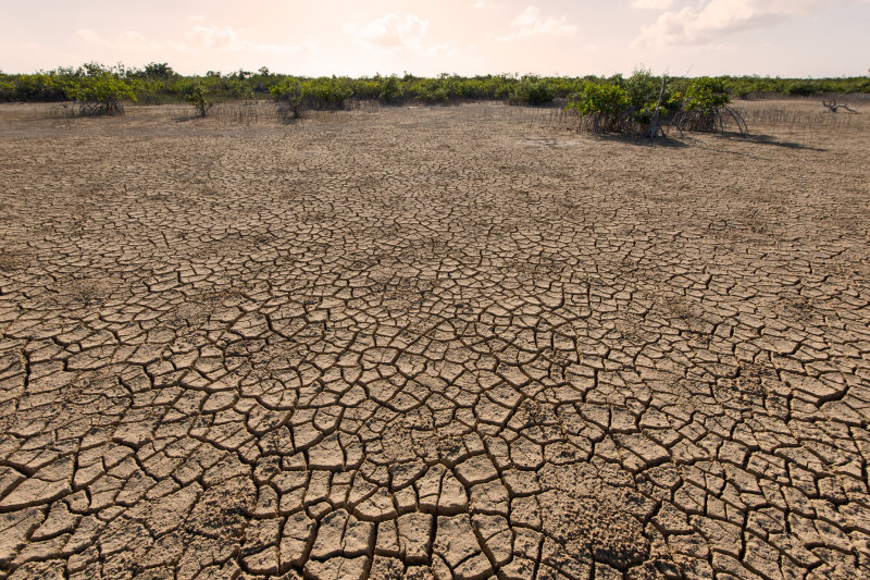 Dried Pond at Frenchmans Creek
