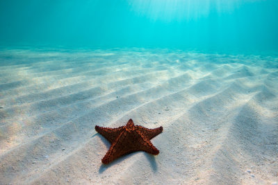 Starfish at the Bight Beach