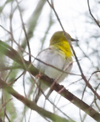 yellowthroated_vireo