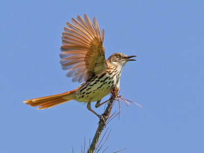 brown thrasher