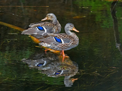 mallards